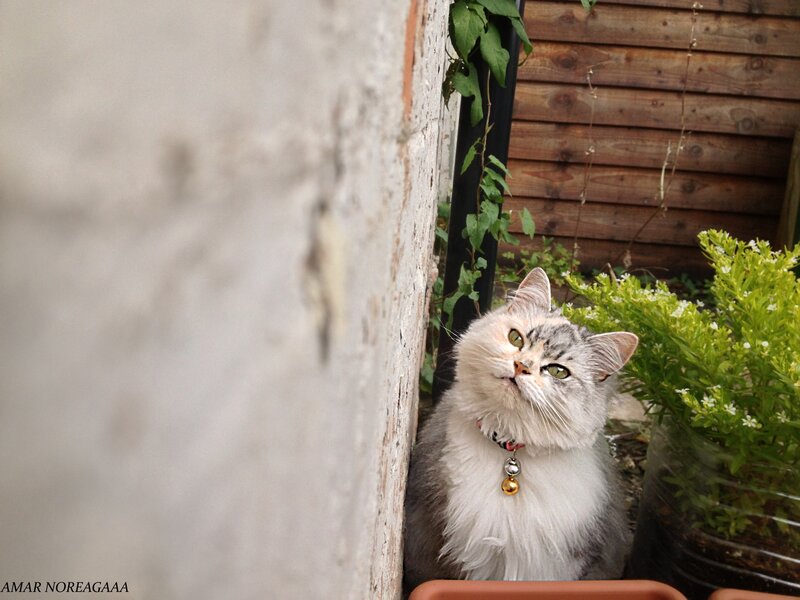 Fluffy Cat in Garden — White, Calm, Afternoon