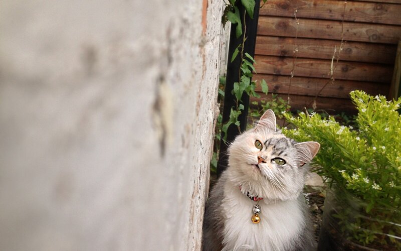 Fluffy Cat in Garden — White, Calm