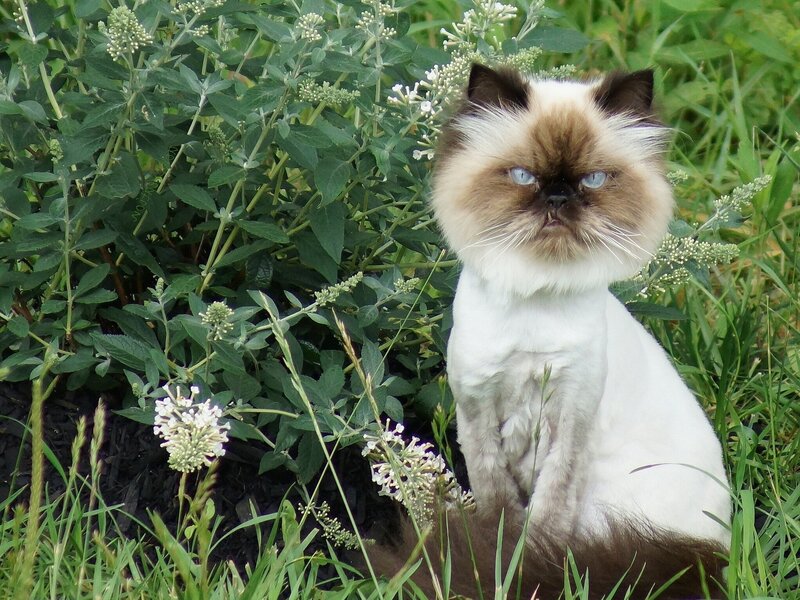 Fluffy Cat in Garden — White