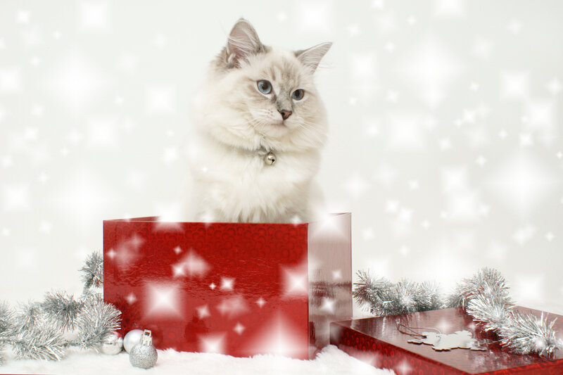 Fluffy Cat in Gift Box — Red