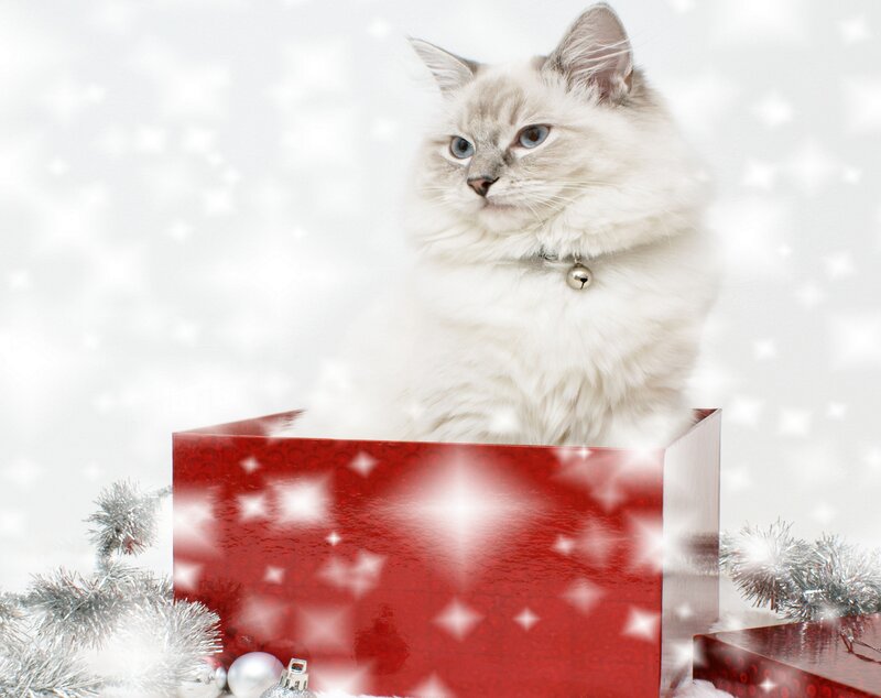 Fluffy Cat in Gift Box