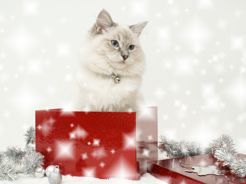 Fluffy Cat in Gift Box — White
