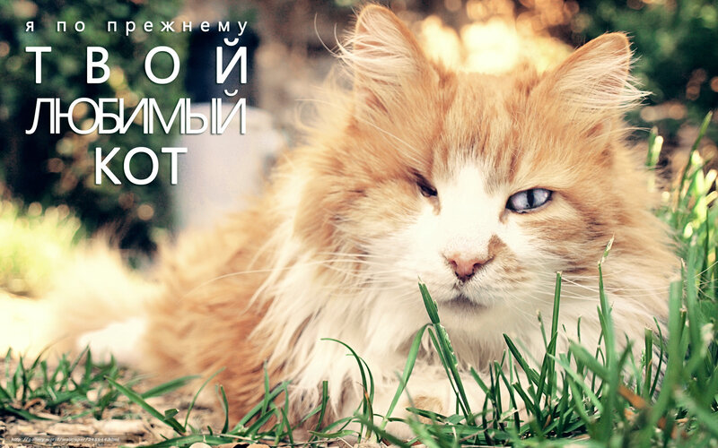 fluffy cat in grass