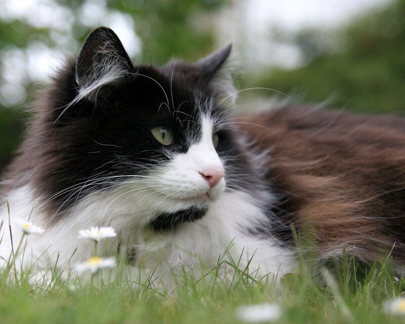 fluffy cat in grass