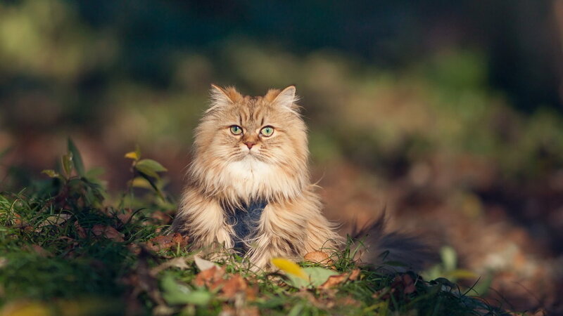 Fluffy Cat in Grass — Brown