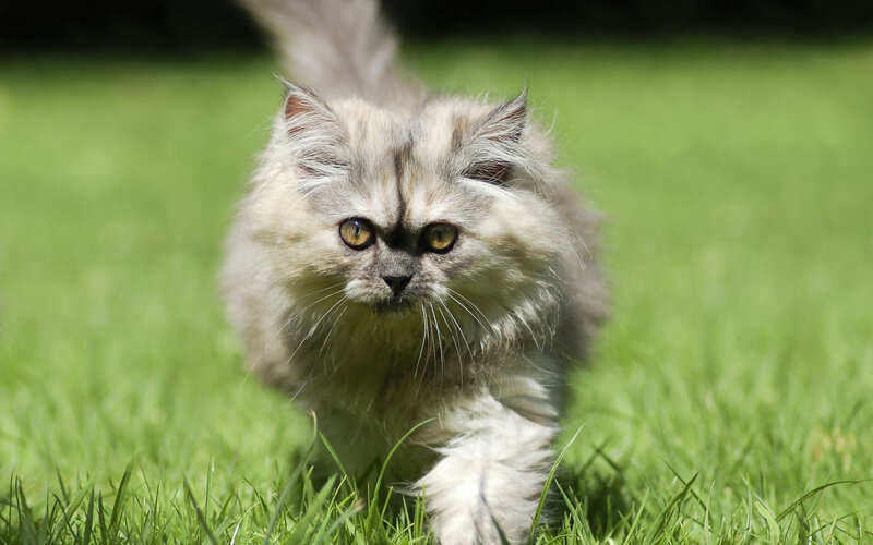 Fluffy Cat in Grass — Green, Calm