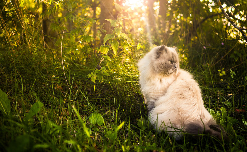 Fluffy Cat in Grass — Green, Serene, Afternoon