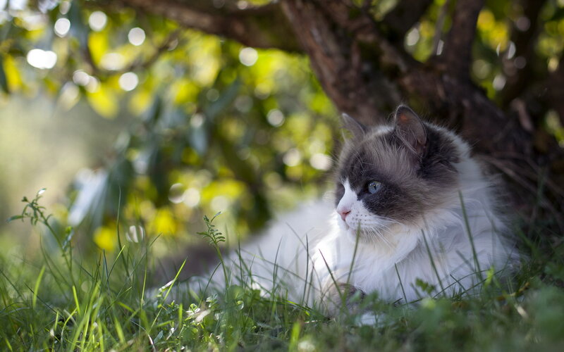 Fluffy Cat in Grass — Green