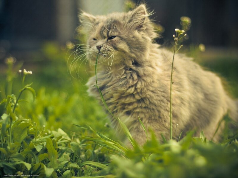 fluffy cat in grass