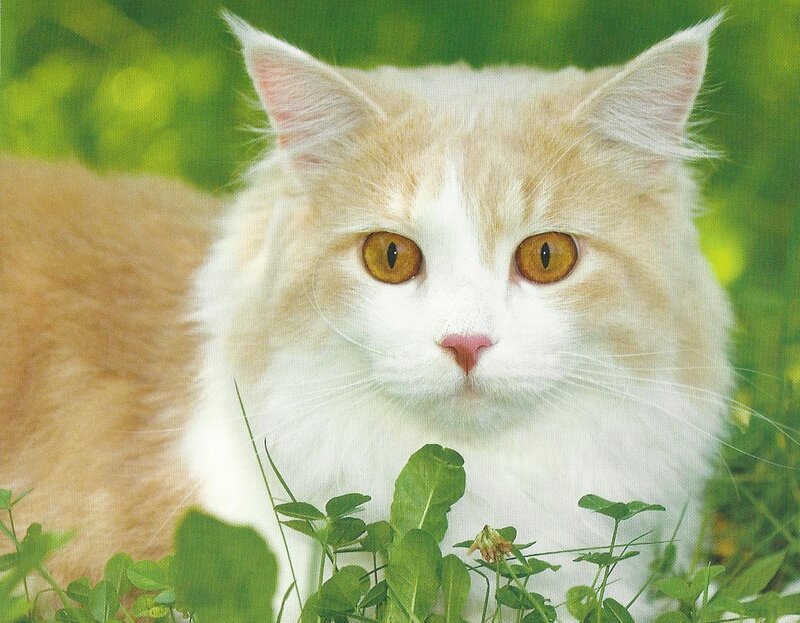 Fluffy Cat in Grass — White, Calm