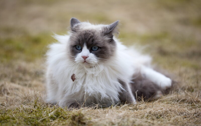 Fluffy Cat in Grass — White