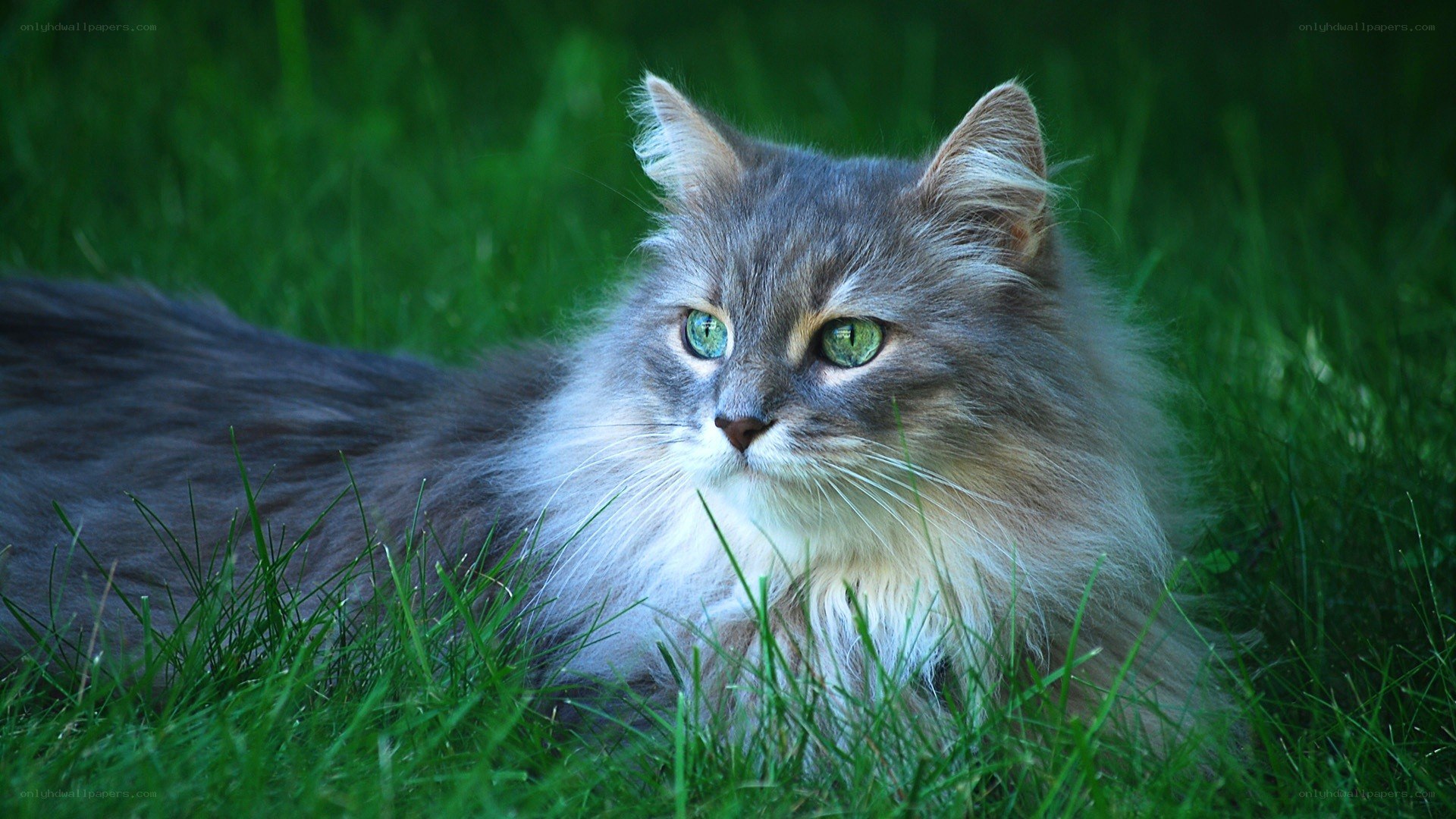 fluffy cat in green grass