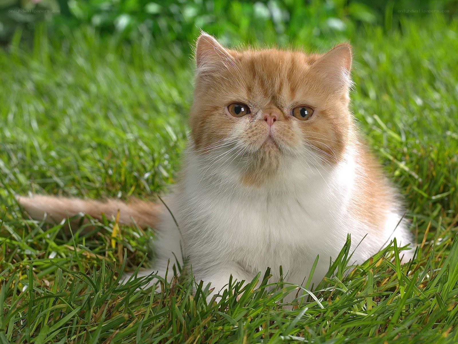 fluffy cat in green grass