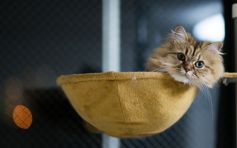 Fluffy Cat in Hammock — Brown, Calm, Photograph, Mesh