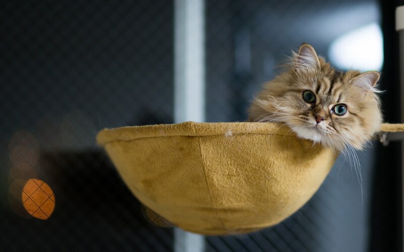 Fluffy Cat in Hammock — Brown, Calm, Photograph