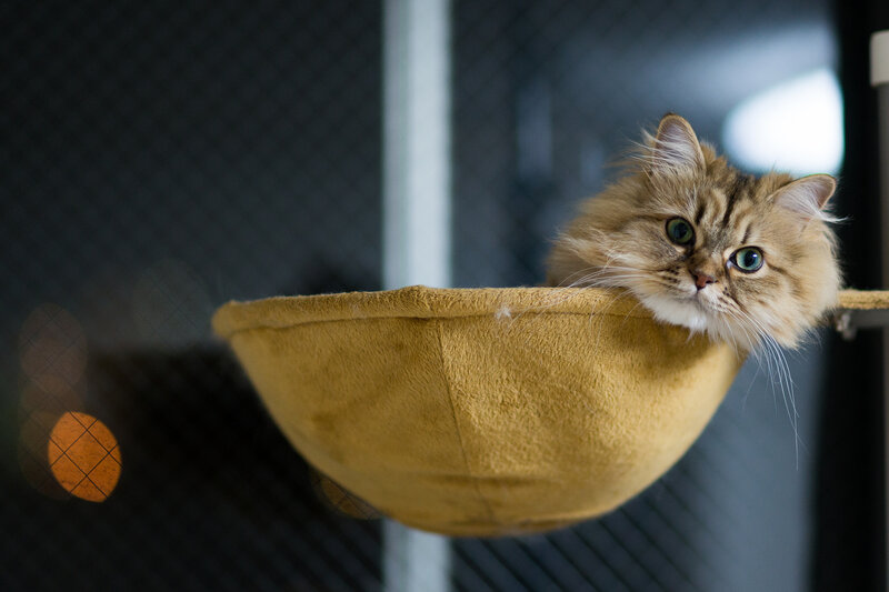 Fluffy Cat in Hammock — Brown, Calm