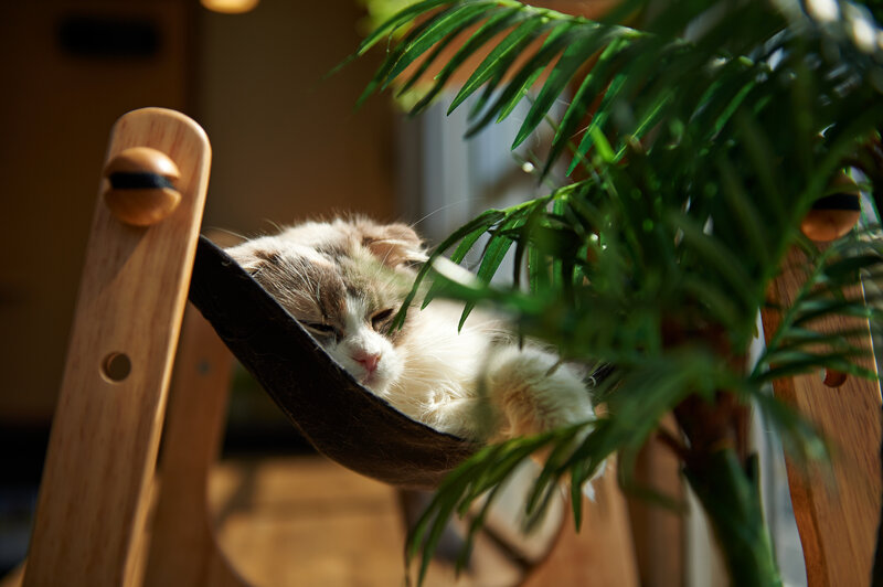 Fluffy Cat in Hammock — Brown