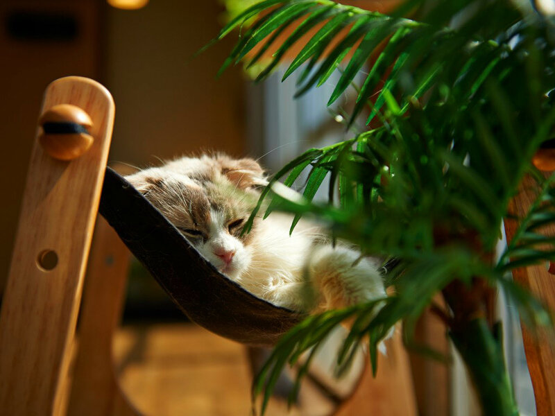 Fluffy Cat in Hammock — Green
