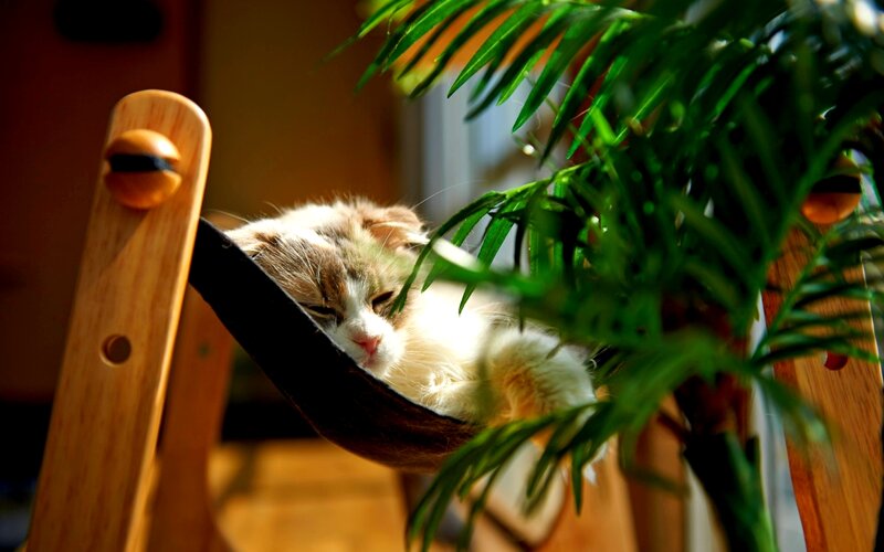 Fluffy Cat in Hammock