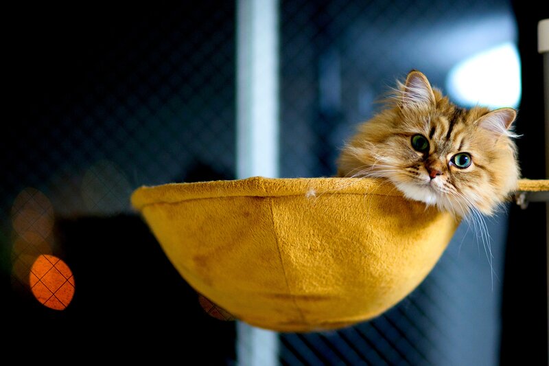 Fluffy Cat in Hammock — Yellow
