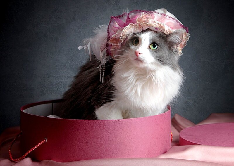 Fluffy Cat in Hat — Pink