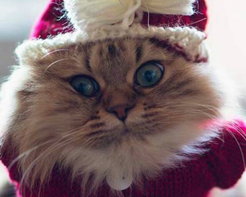 Fluffy Cat in Hat — Red