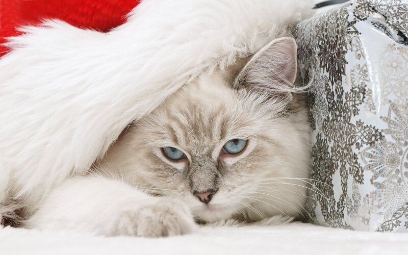 Fluffy Cat in Hat