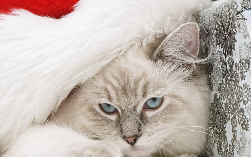 Fluffy Cat in Hat — White, Calm