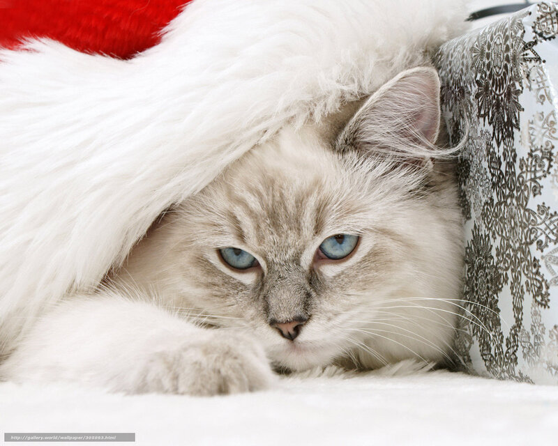 Fluffy Cat in Hat — White