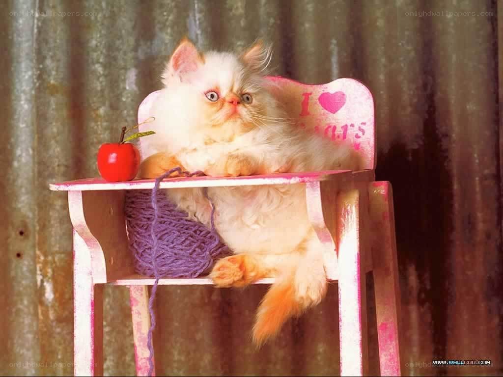 fluffy cat in high chair