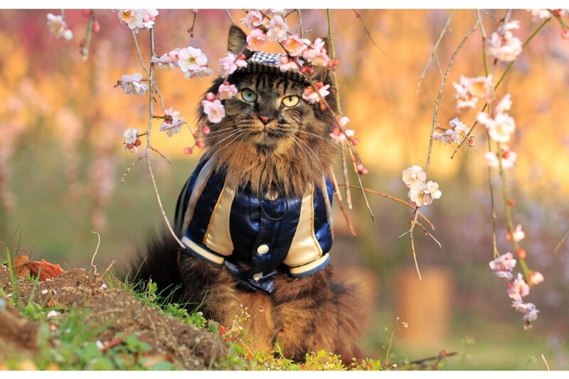 Fluffy Cat in Jacket — Brown, Serene