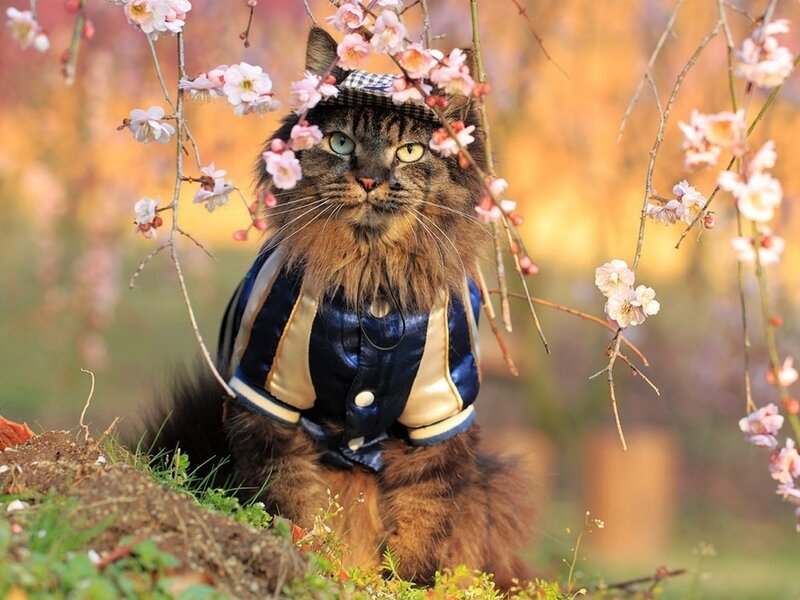 Fluffy Cat in Jacket — Brown