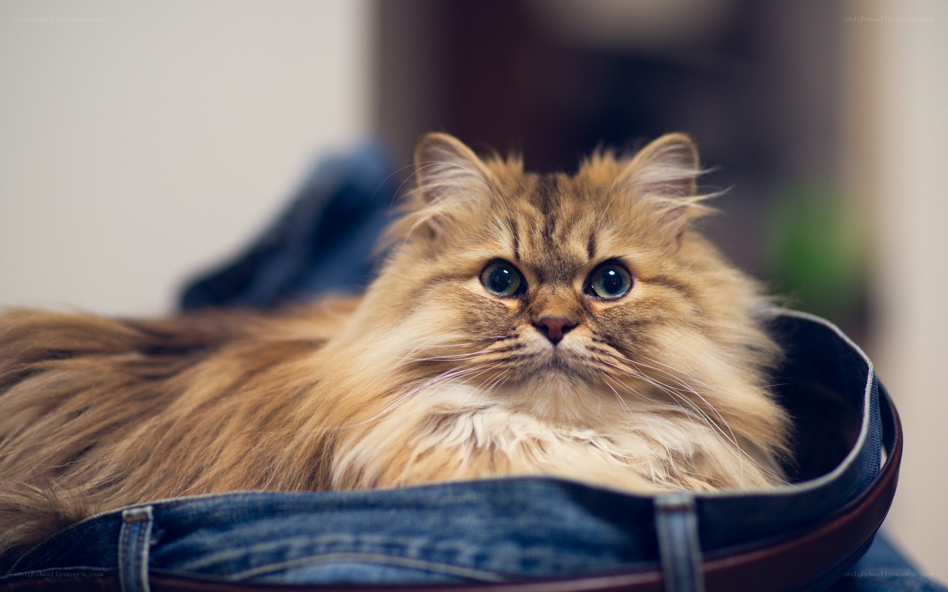 fluffy cat in jeans pocket