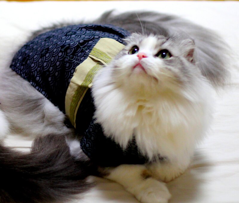 Fluffy Cat in Kimono
