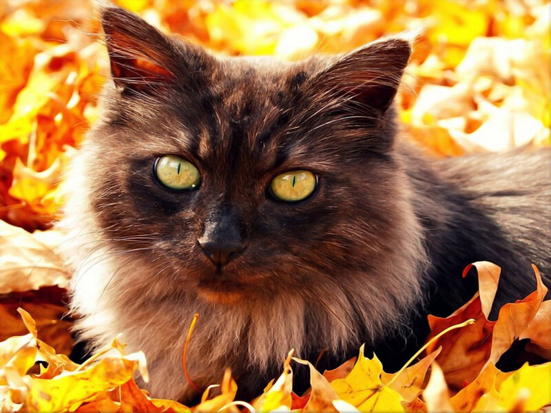 Fluffy Cat in Leaves