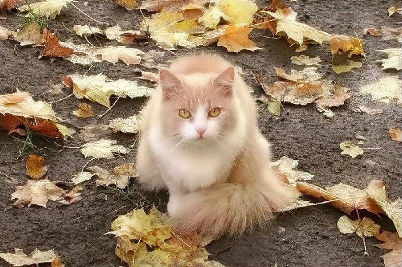 Fluffy Cat in Leaves — White, Calm