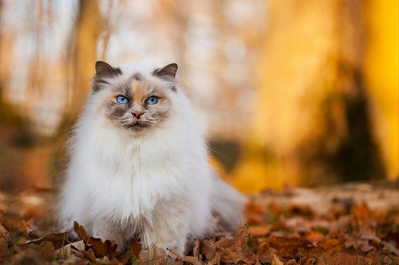 Fluffy Cat in Leaves — White