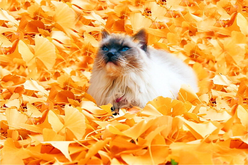 Fluffy Cat in Leaves — Yellow