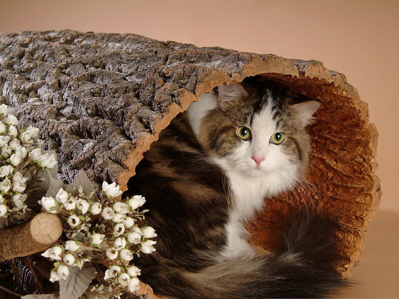 Fluffy Cat in Log