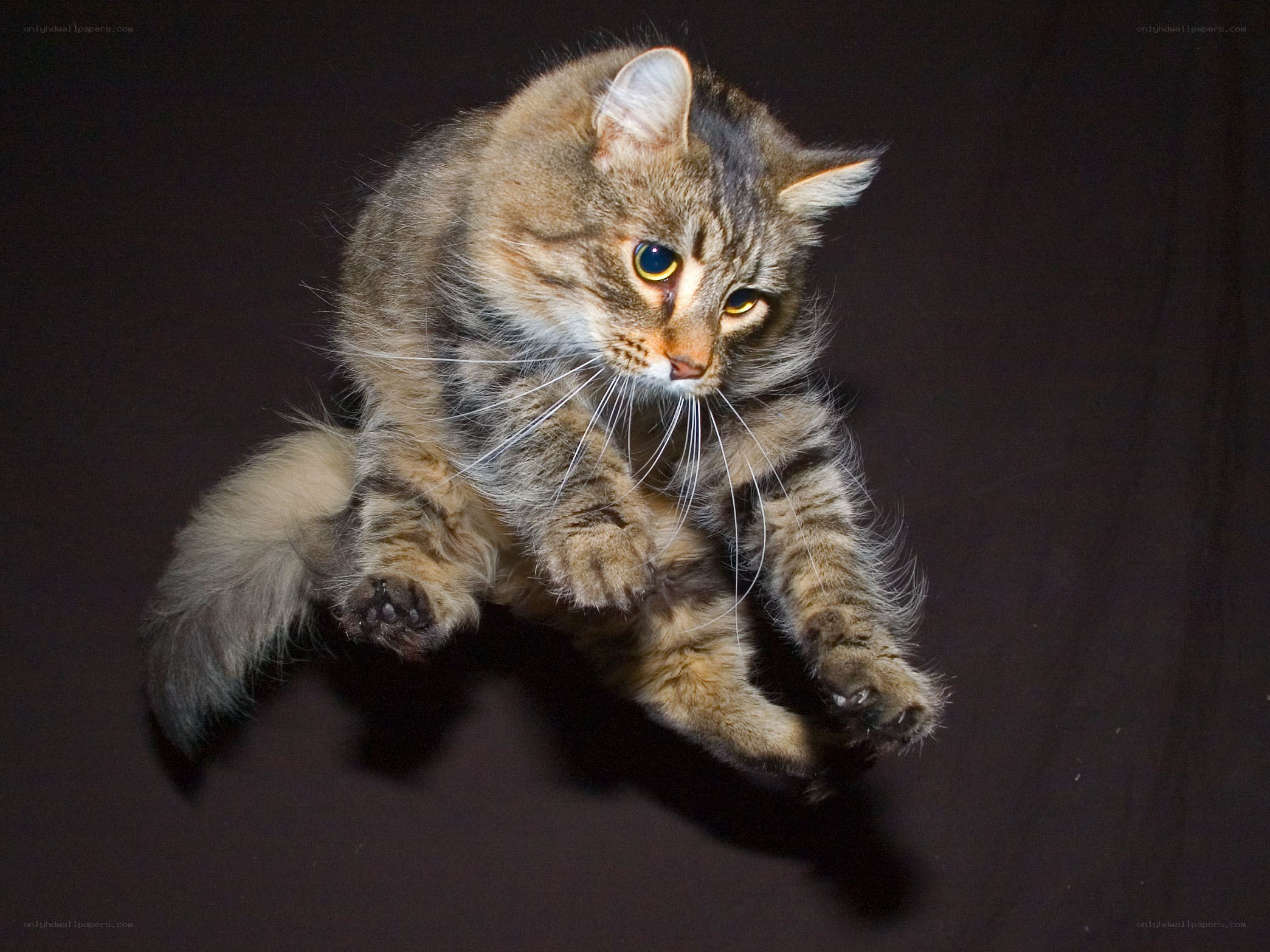 fluffy cat in mid-air