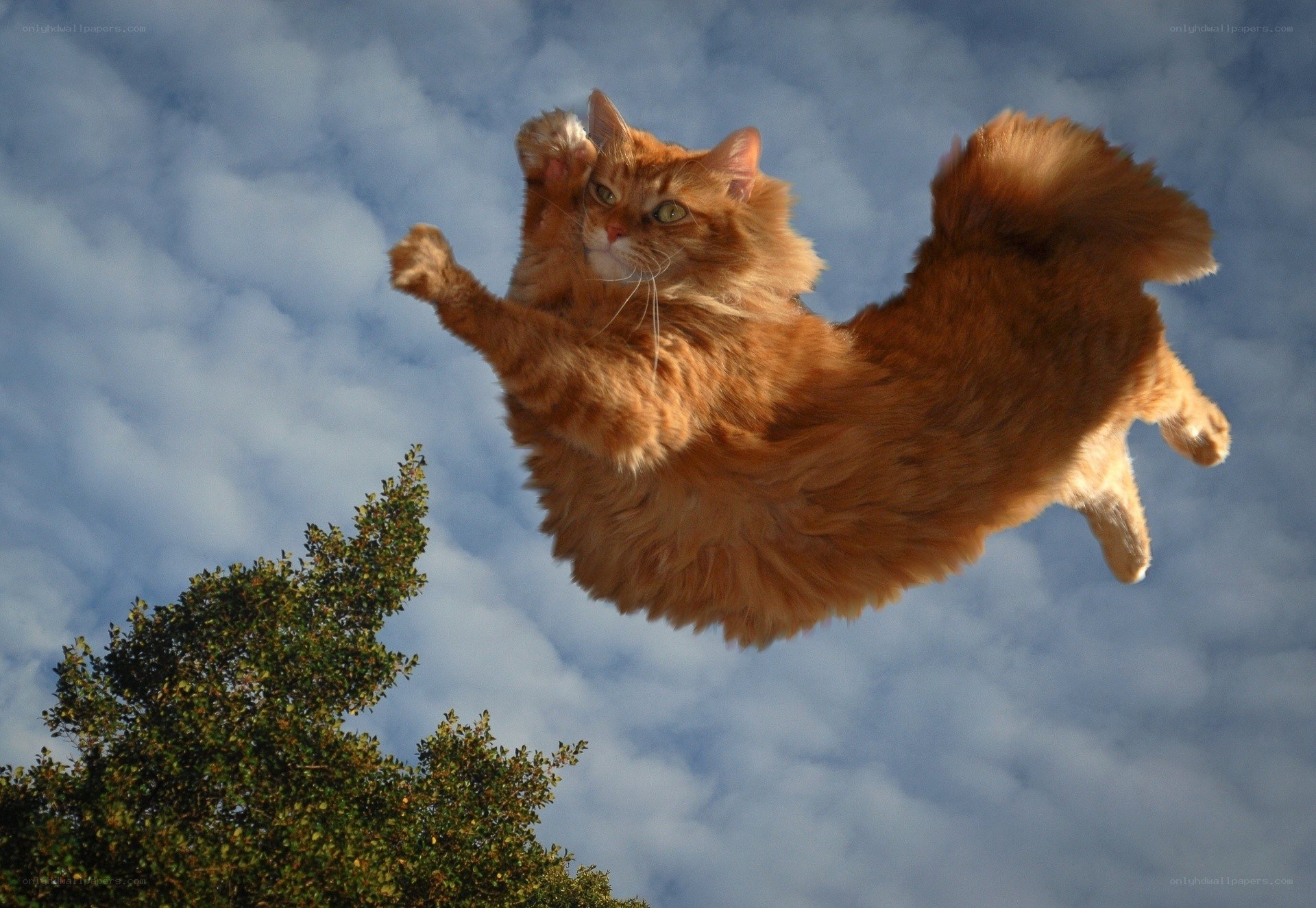 fluffy cat in mid-air