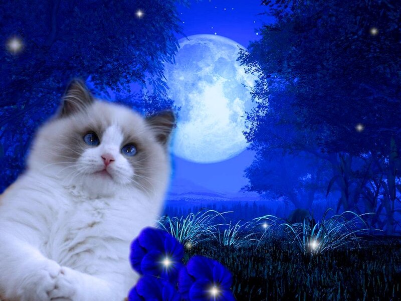 Fluffy Cat in Moonlight — Blue