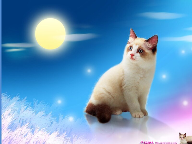 Fluffy Cat in Moonlight