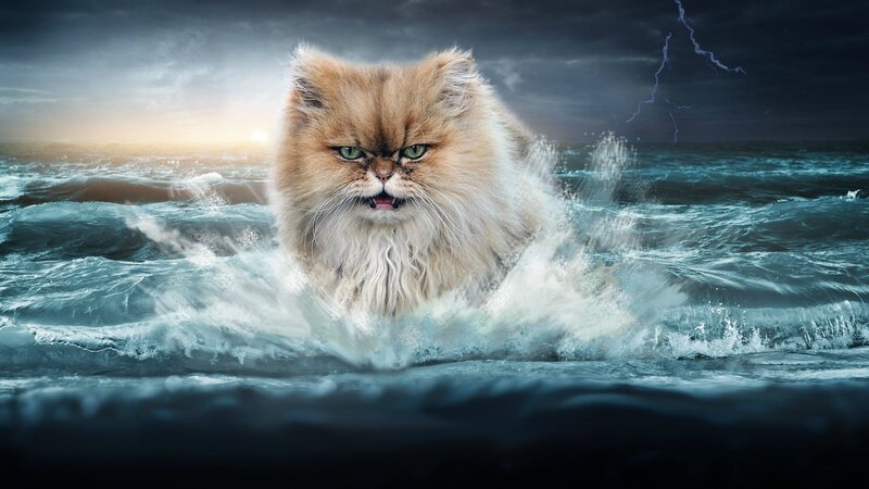 Fluffy Cat in Ocean — Blue