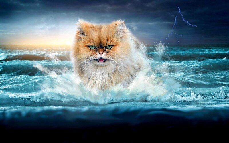 Fluffy Cat in Ocean