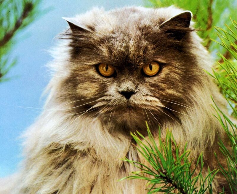 fluffy cat in pine tree