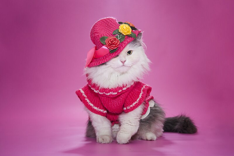Fluffy Cat in Pink Outfit