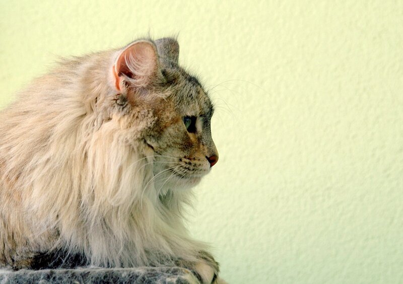 Fluffy Cat in Profile
