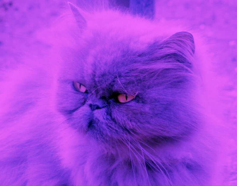 fluffy cat in purple light