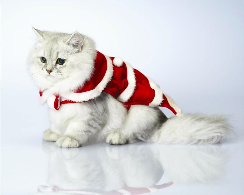 Fluffy Cat in Red Coat